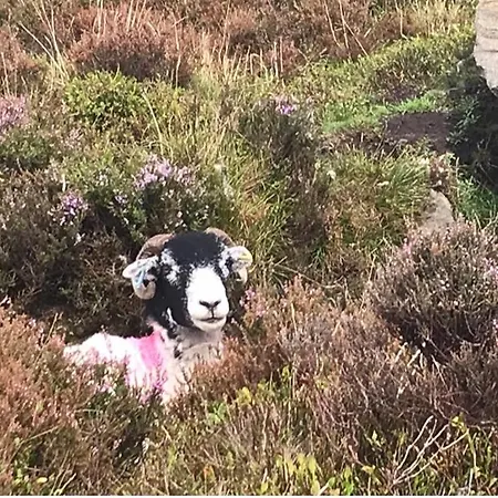 Gæstehus Floyter House North Yorkshire Moors National Park Danby